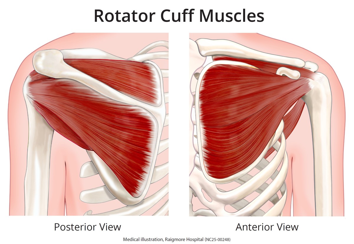 Rotator Cuff Muscles Anterior And Posterior Views