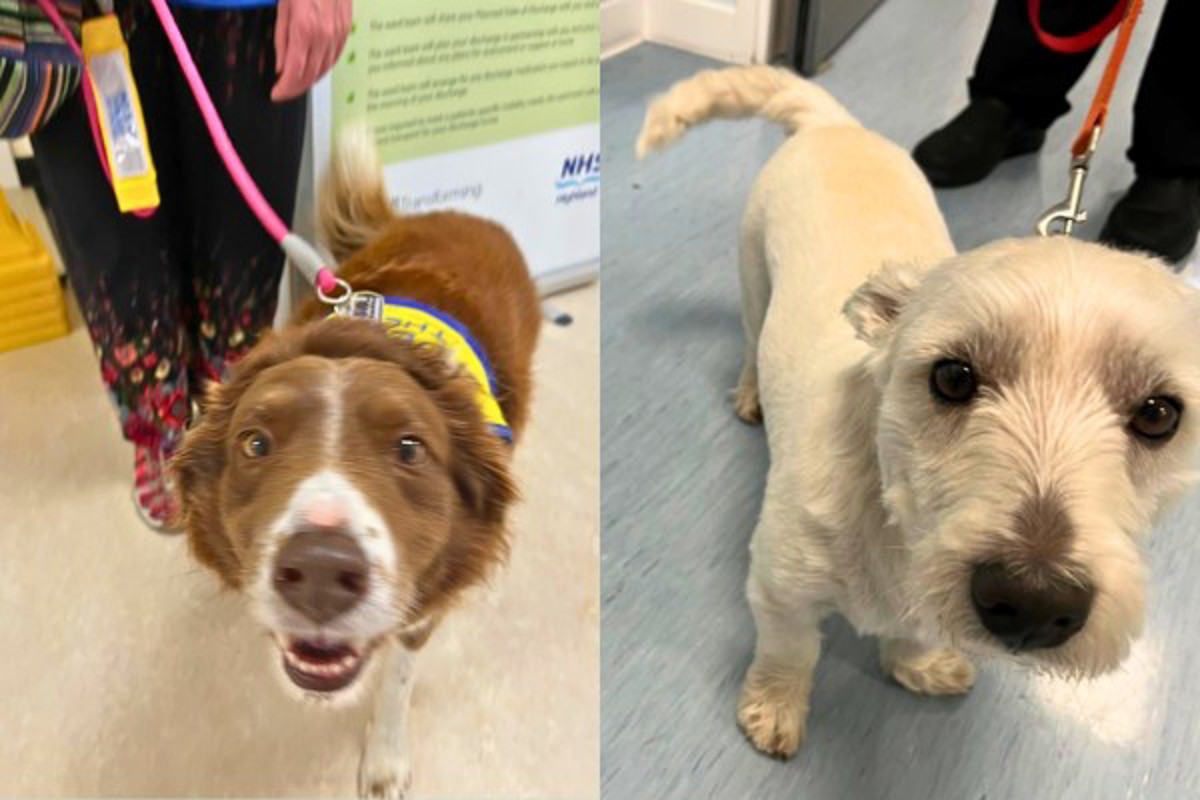 Two Of The Therapy Dogs Who Visit Patients And Staff In Argyll And Bute
