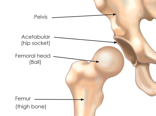 Hip Joint