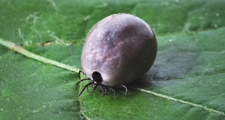 Pixabay.Tick